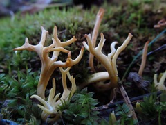 Clavulinopsis corniculata