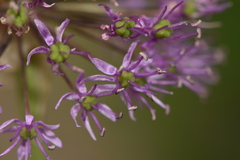 Allium rosenorum