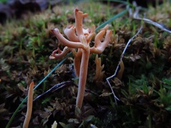 Clavulinopsis corniculata