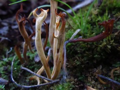 Clavulinopsis corniculata