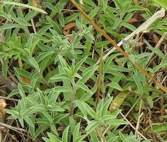Silene uniflora
