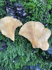 Phyllotopsis nidulans