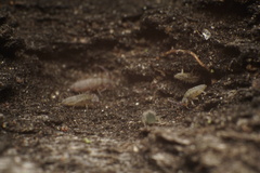 Entomobrya unostrigata