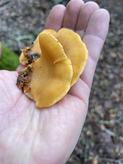 Phyllotopsis nidulans