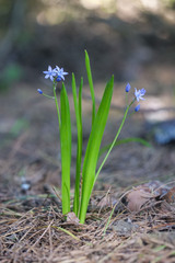 Scilla monophyllos