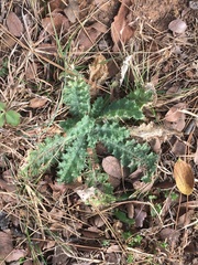Cirsium texanum