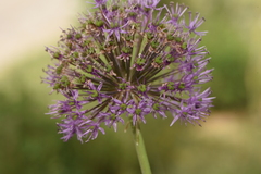 Allium rosenorum