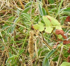 Anthyllis vulneraria