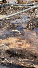 Dendroides canadensis