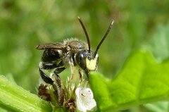 Macropis europaea