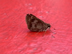 Polites vibex praeceps