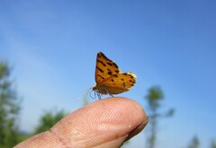 Pseudopanthera macularia