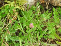 Anthyllis vulneraria