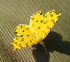 Pseudopanthera macularia