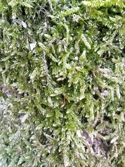 Hypnum cupressiforme