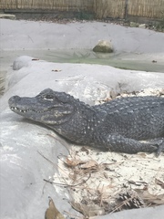 Alligator sinensis