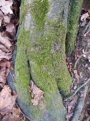 Hypnum cupressiforme