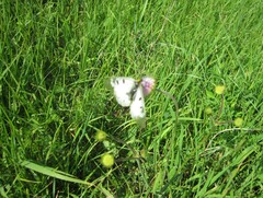 Parnassius mnemosyne