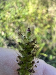 Setaria parviflora