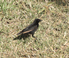 Myrmecocichla aethiops