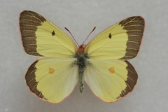 Colias gigantea