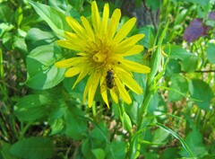 Ferdinandea ruficornis