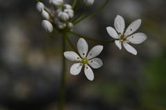 Allium subhirsutum