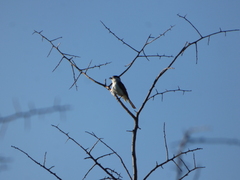 Xenopsaris albinucha