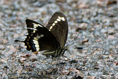 Papilio fuscus