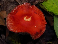 Leratiomyces squamosus thraustus