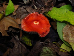 Leratiomyces squamosus thraustus