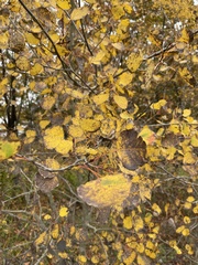 Populus