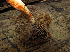 Leratiomyces squamosus thraustus