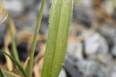 Allium subhirsutum