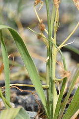 Allium subhirsutum