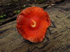 Leratiomyces squamosus thraustus