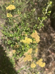 Ozothamnus obcordatus