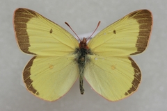 Colias gigantea