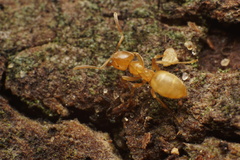 Lasius brevicornis