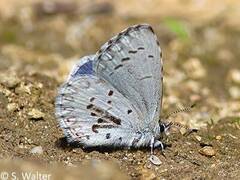 Celastrina serotina