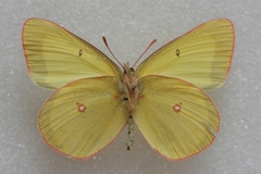 Colias gigantea