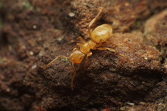 Lasius brevicornis