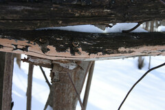 Corticium roseum