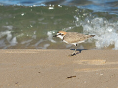 Charadrius alexandrinus