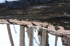Corticium roseum