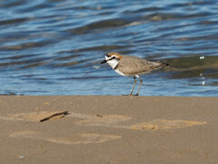 Charadrius alexandrinus