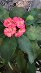 Euphorbia milii