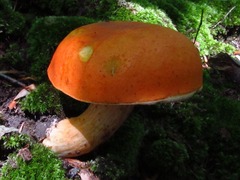 Tylopilus balloui