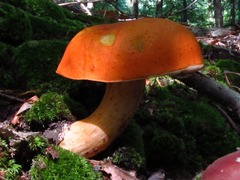 Tylopilus balloui