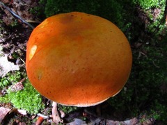 Tylopilus balloui